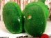 画像5: ct-120131-29 Green Giant / Little Sprout 70's Plush Doll (5)