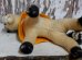 画像5: dp-151201-07 Vintage College Mascot Doll "CAL STATE L.A."