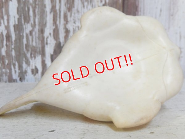 画像7: ct-161120-03 Cleo / Sun Rubber 50's Doll