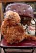 画像3: ct-120124-32 Aloysius Snuffleupagus (Snuffy) / Knickerbocker 1970's Plush Doll 