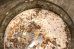 画像9: dp-240814-39 MAXWELLHOUSE COFFEE 1950's Tin Can