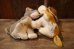 画像9: ct-250319-08 Lady and the Tramp / WOOLKIN 1950's-1960's Doll Set