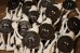 画像7: ct-250618-04 Nabisco OREO 1990's Dairy Queen Novelty Bendable Figure