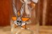 画像7: dp-250802-02 Bugs Bunny / Arby's 1966 Collectors Series Glass
