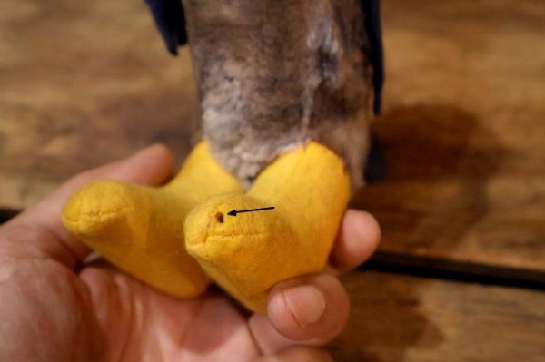 画像12: ct-250908-01 The University of Kansas "Jayhawks" / Collegiate 1960's Mascot Doll