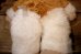 画像10: ct-251105-63 GRENLiNS / NANCO 2005 GIZMO PLUSH DOLL (10)