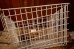画像9: dp-240611-21 FRANK D. COHAN, INC. 1950's-1960's Wire Basket  (9)