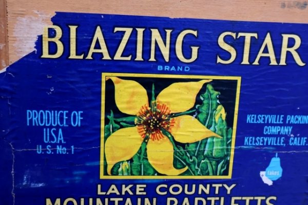 画像6: dp-241106-03 MOUNTAIN BARTLETTS / BLAZING STAR WOOD BOX