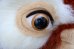 画像4: ct-260417-02 GREMLiNS / Quiron 1993 Gizmo Huge Plush Doll (4)