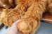 画像12: ct-260325-43 ALF / 1980's Talking 20" Plush Doll (12)