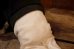 画像17: ct-260325-49 PLAYBOY / Mr. Playboy Rabbit 1963 Doll (17)