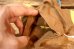 画像13: ct-260401-43 Yogi Bear / Knickerbocker 1950's-1960's Puppet (13)
