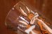 画像7: gs-260601-03 Wile E. Coyote / PEPSI 1973 Collector Series Glass (7)