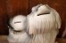 画像7: ct-260106-06 FORD / 1950's-1960's Shaggy Dog Ceramic Coin Bank (7)