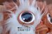 画像3: ct-260801-52 GRENLiNS / Hasbro 1980's Gizmo Plush Doll (3)