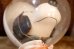 画像9: ct-260601-02  Snoopy / 1969 Astronauts Snoopy Doll (9)