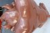 画像18: ct-260922-18 【※店頭ピックのみ】Tasmanian Devil 2000's Big Statue (18)