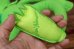 画像12: ct-261014-16 Kermit the Frog / Tyco 1999 Magic Talking Plush Doll (12)
