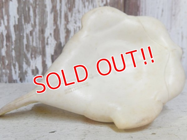 画像7: ct-161120-03 Cleo / Sun Rubber 50's Doll