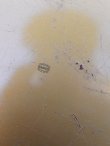画像7: dp-171206-42 Piels Beer / 1960's Serving Tray