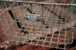 画像2: dp-180508-40 Vintage Metal Wire Basket