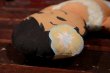 画像8: ct-201201-54 C&H Sugar / 1970's Hawaiian Boy Pillow Doll