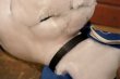 画像7: ct-230518-19 Snoopy / Determined 1970〜1980's Tracksuit Plush Doll