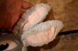 画像11: ct-251201-56 Bugs Bunny / MATTEL 1964 Talking Rubber Face Doll