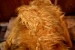 画像8: ct-260325-14 ALF 1980's 16" Plush Doll