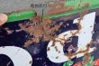 画像6: dp-260417-02 Goodrich Silvertowns 1930's-1940's Metal Sign