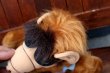 画像10: ct-260325-24 ALF / 1980's Plush Doll "No Problem"