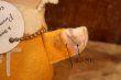 画像5: ct-250908-01 Collegiate 1950's-1960's College Mascot Doll "U of T" PATTY CAKE