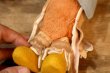 画像8: ct-250908-01 Collegiate 1950's-1960's College Mascot Doll "W" Bird