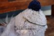 画像11: ct-260801-50 Jungle Book / Baloo 1970's Plush Doll