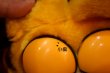 画像10: ct-261014-27 Garfield & Pooky / DAKIN 1980's Plush Doll